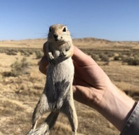 groundsquirrel